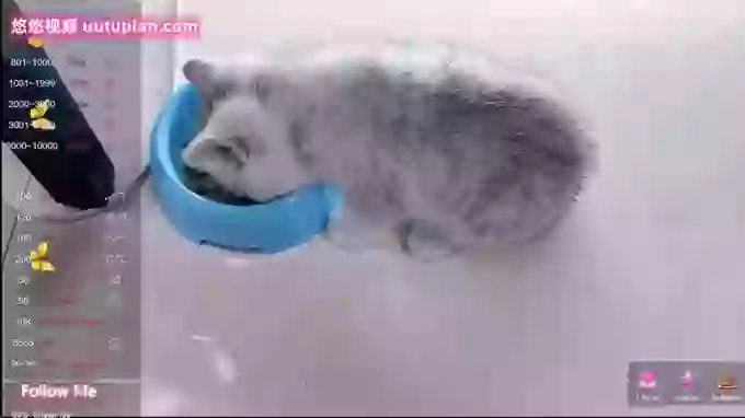 Miao-miao-1