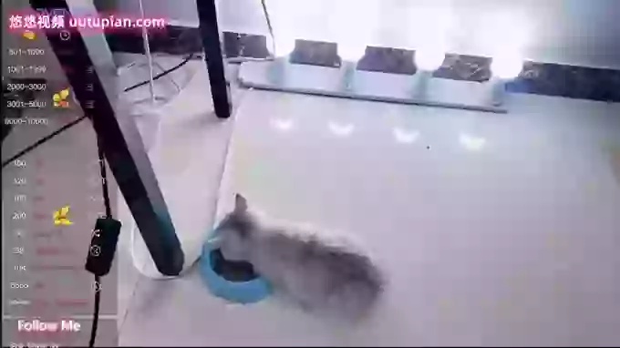 Miao-miao-1