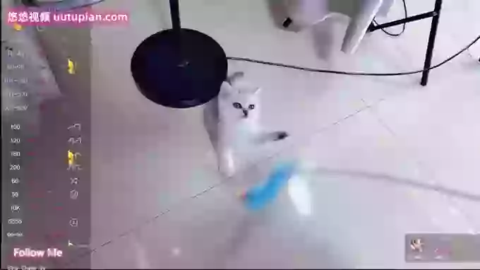 Miao-miao-1