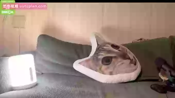 meowLili