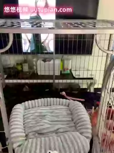 Happy-_-puppy